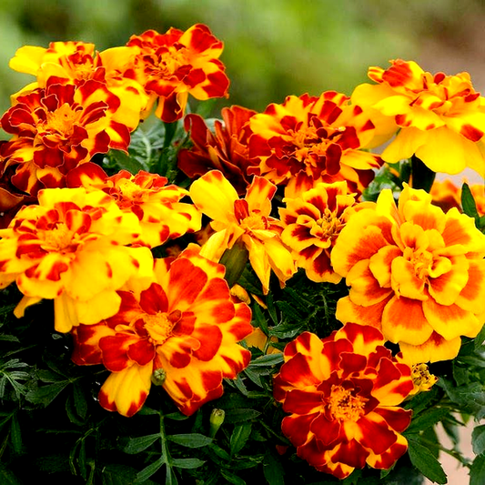 Durango® Mixture French Marigold Seeds