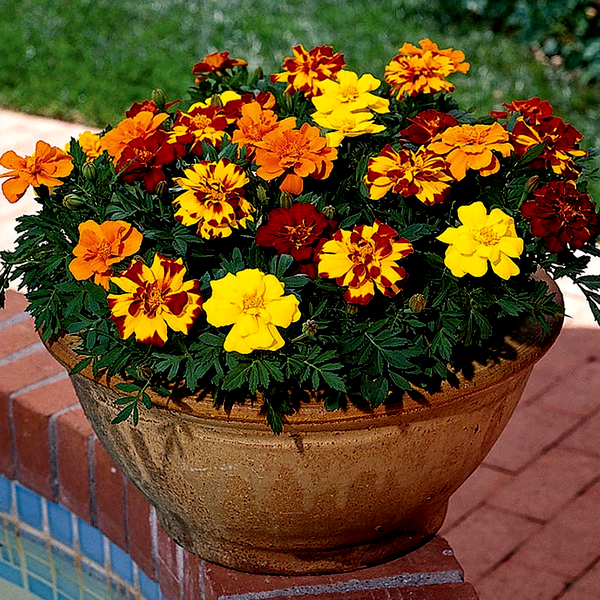 Durango® Outback Mix Marigold Seeds