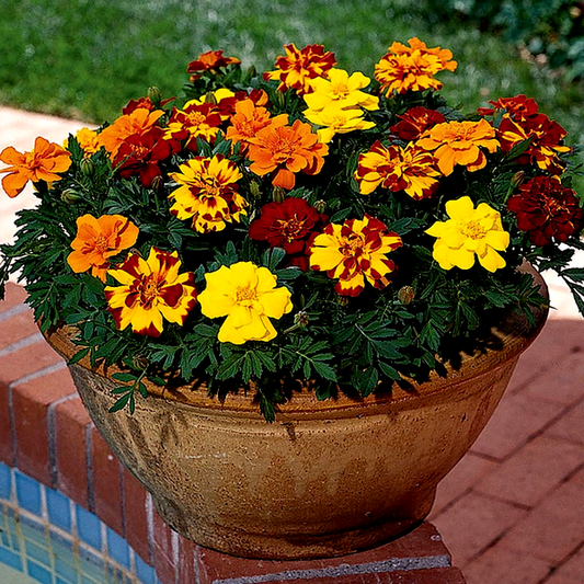 Durango® Outback Mix Marigold Seeds