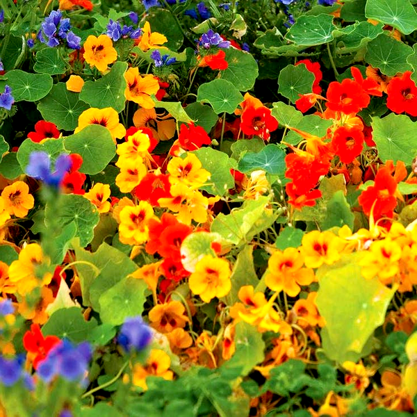 Dwarf Compact Mixed' Nasturtium Seeds
