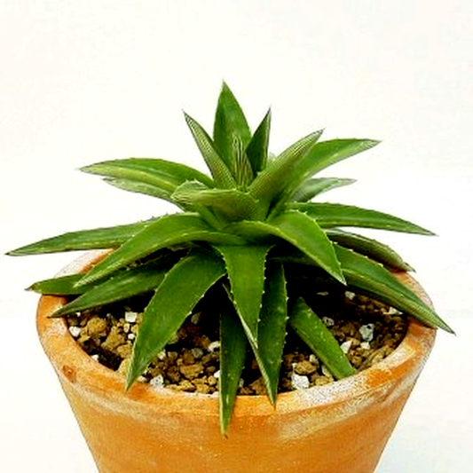 Dyckia brevifolia