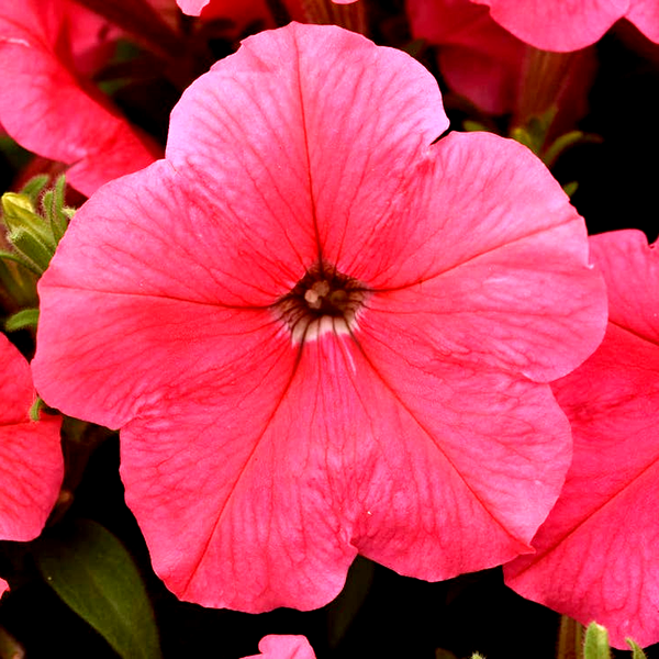 E3 Easy Wave® Coral Petunia Seeds