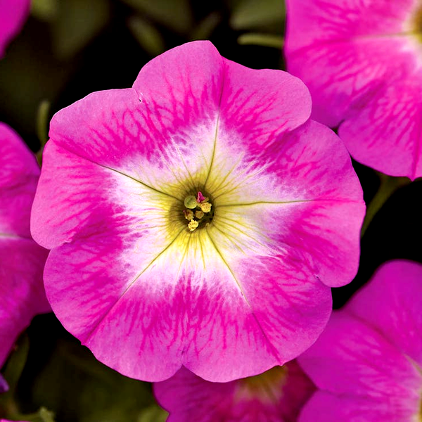 E3 Easy Wave® Rose Morn Petunia Seeds
