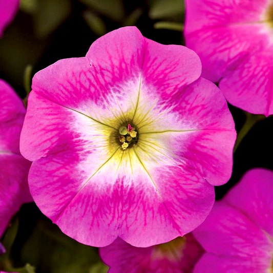 E3 Easy Wave® Rose Morn Petunia Seeds