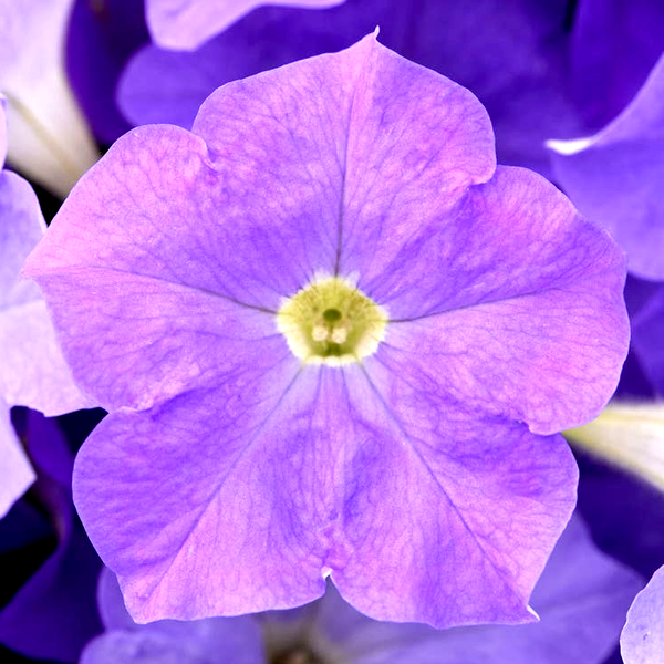 E3 Easy Wave® Sky Blue Petunia Seeds