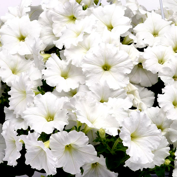 E3 Easy Wave® White Petunia Seeds