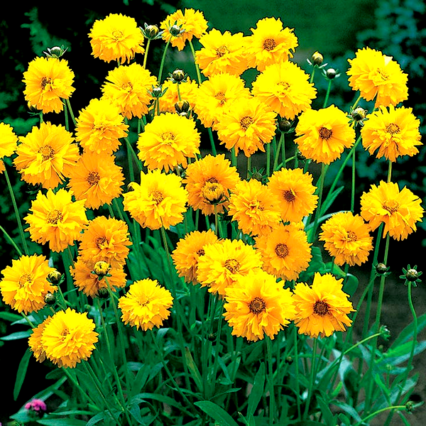 Early Sunrise Yellow Coreopsis Seeds