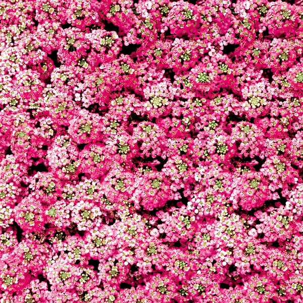 Easter Bonnet Deep Pink Sweet Alyssum Seeds
