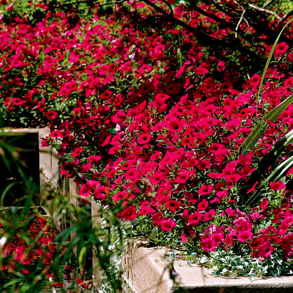 Easy Wave® Berry Velour Petunia Seeds