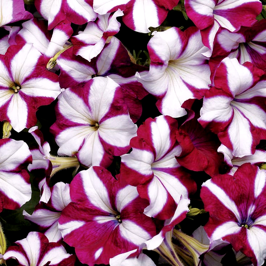 Easy Wave® Burgundy Star Petunia Seeds