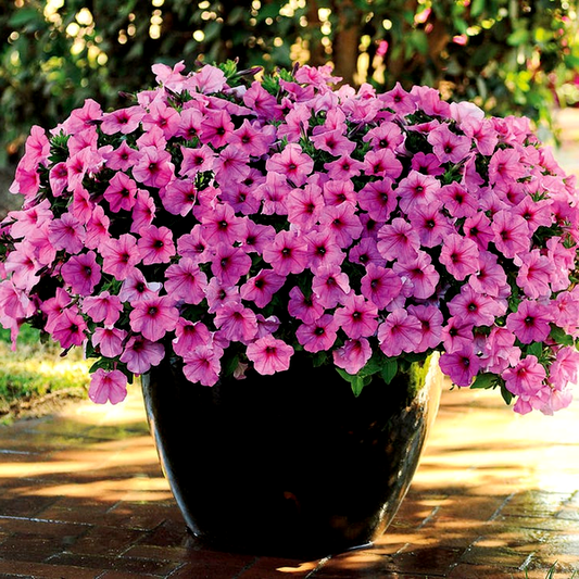 Easy Wave® Pink Passion Petunia Seeds