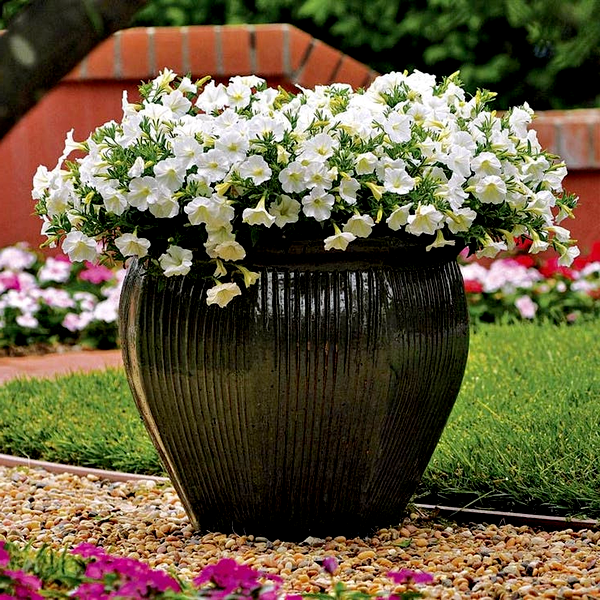 Easy Wave® Plum Vein Petunia Seeds