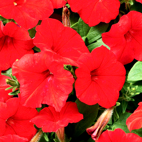 Easy Wave® Red Hybrid Petunia Seeds