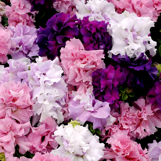 Easy Wave® The Flag Mix Petunia Seeds