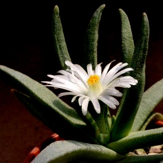 Ebracteola wilmaniae