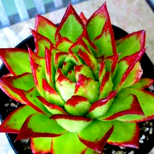 Echeveria agavoides ‘Lipstick’