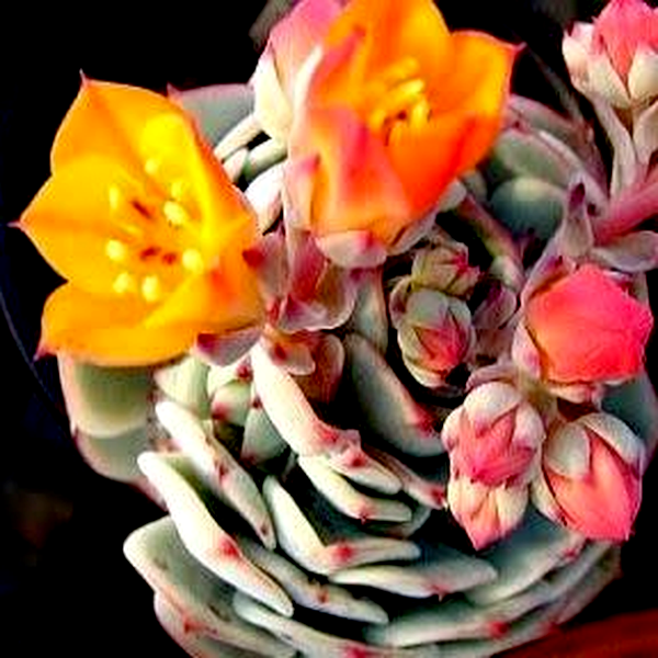 Echeveria derenbergii