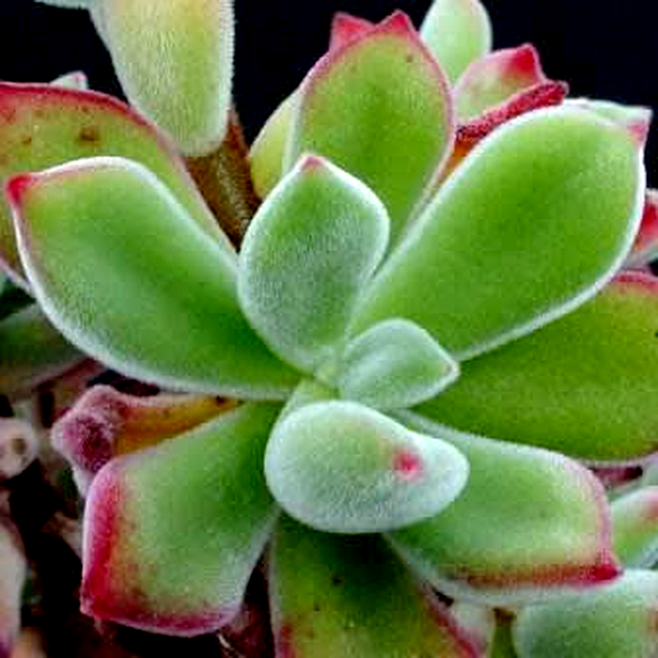 Echeveria pulvinata