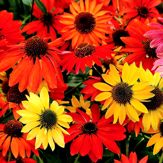 Echinacea 'Cheyenne Spirit' Mix