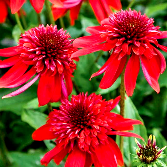 Echinacea 'Eccentric'