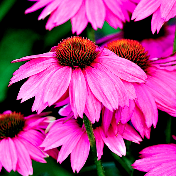 Echinacea PowWow® Wild Berry Coneflower