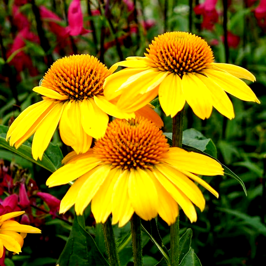 Echinacea Sombrero® Lemon Yellow Improved Coneflower