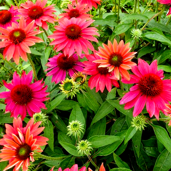 Echinacea Sombrero® Tres Amigos