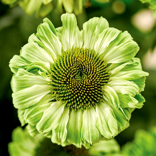 Echinacea SunSeekers® Apple Green Coneflower