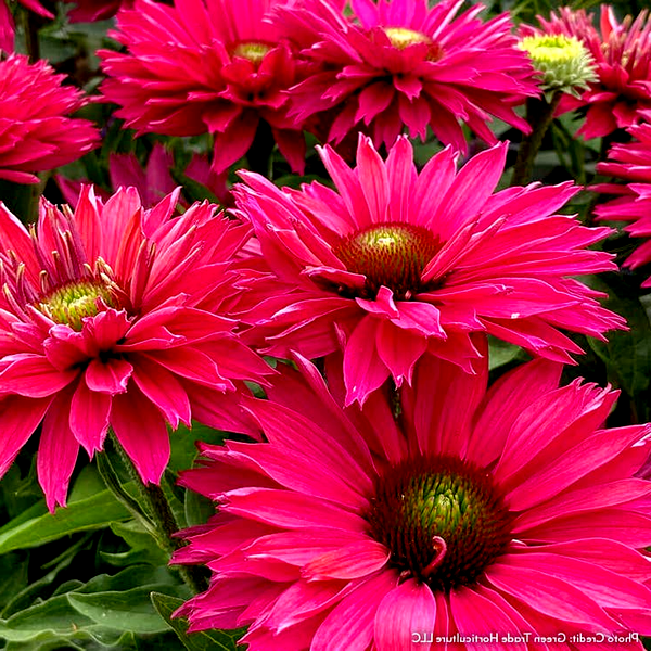 Echinacea SunSeekers® Sweet Fuchsia Coneflower