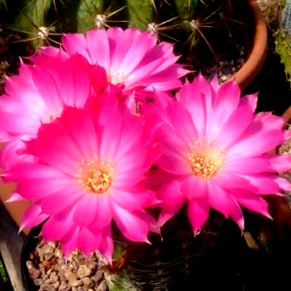 Echinopsis backebergii ssp. wrightiana