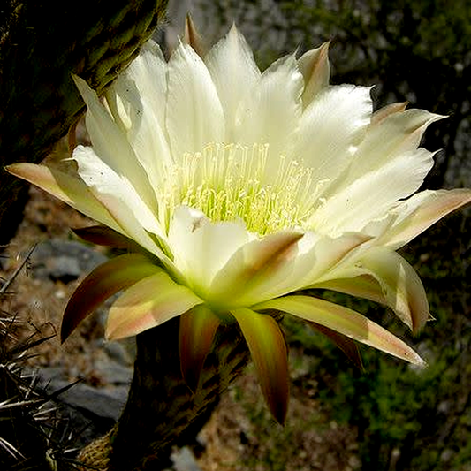 Echinopsis chiloensis