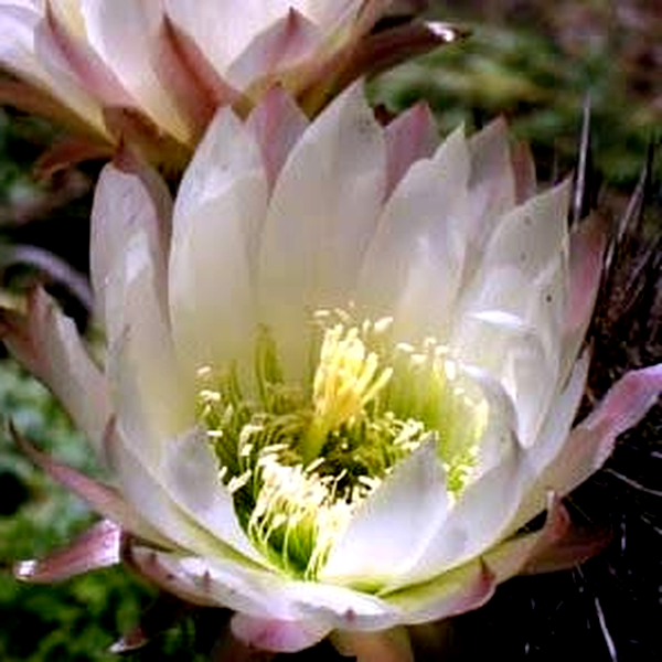 Echinopsis chiloensis ssp. litoralis