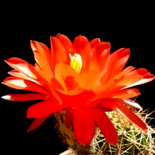 Echinopsis huascha var. grandiflora