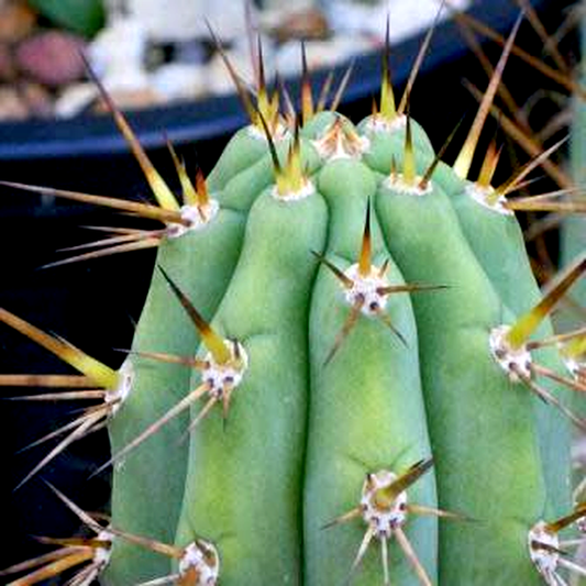 Echinopsis macrogona