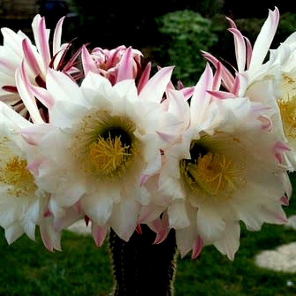 Echinopsis spachiana