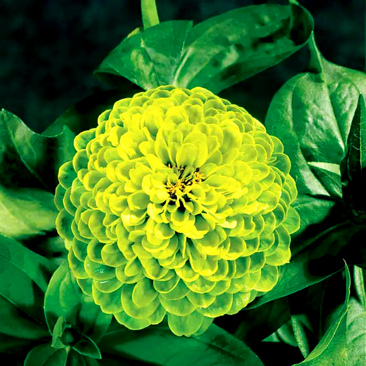 Envy Zinnia Seeds