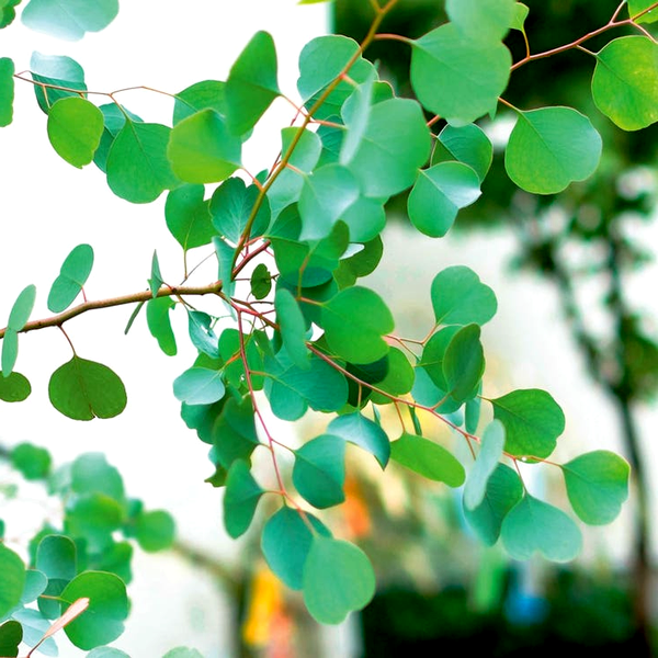 Eucalyptus polyanthemos Red Box