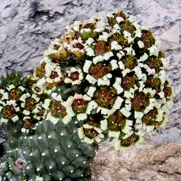Euphorbia caput-medusae