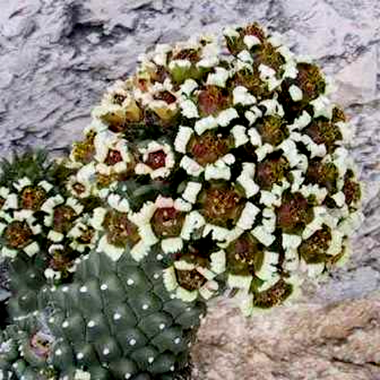 Euphorbia caput-medusae