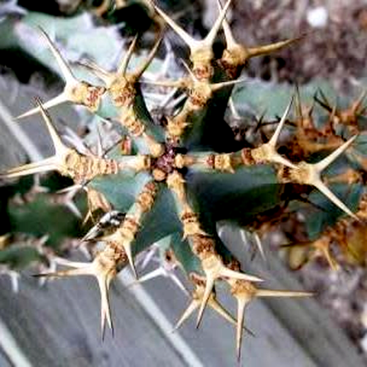 Euphorbia coerulescens