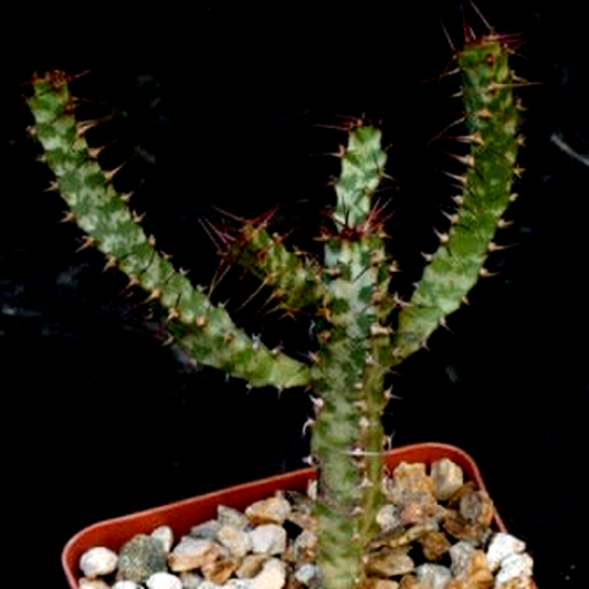 Euphorbia curvirama