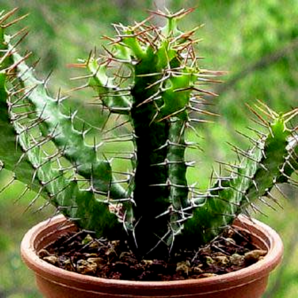 Euphorbia evansii