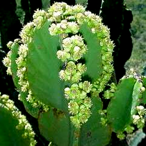 Euphorbia ingens