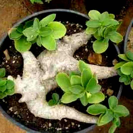 Euphorbia quartziticola