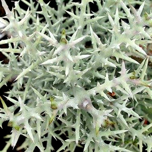 Euphorbia stenoclada