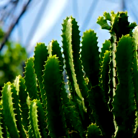 Euphorbia triangularis