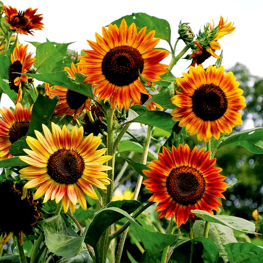 Evening Sun Organic Sunflower Seeds