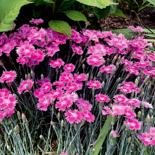 EverBloom™ Watermelon Ice - Pink Dianthus