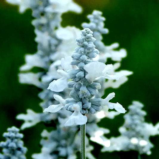 Evolution® White Salvia Seeds