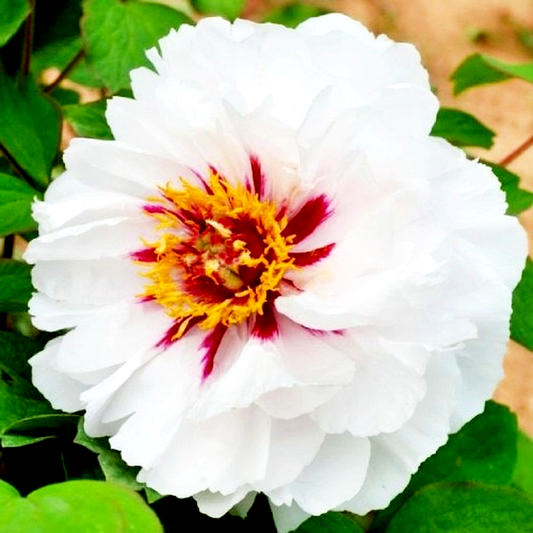 Fairy Moon Yue Gong Zhu Guang